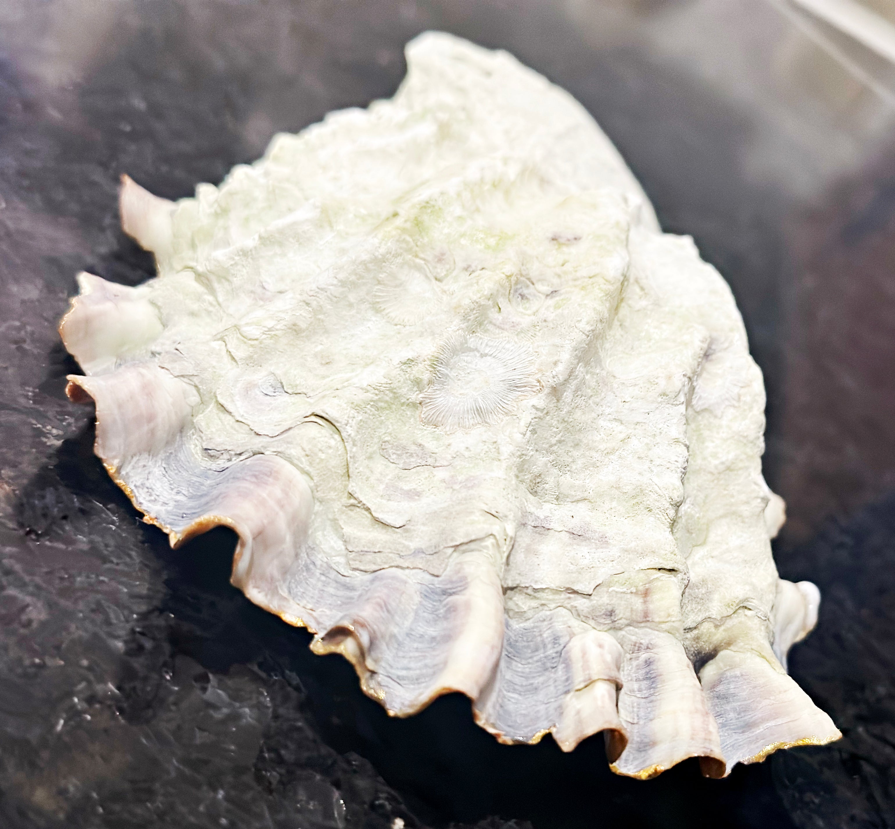 Oyster Shell Dish - Medium - Friday Harbour Lifestyle Company 